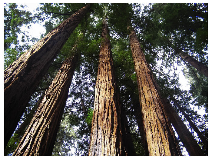 Tallest Trees In The Forest By Benita Mayo