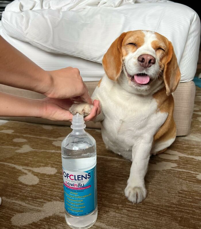 Beagle from Thailand with sleepy, human-like expressions sitting on floor while getting paw cleaned with saline solution bottle.