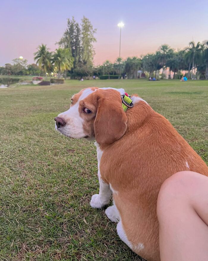 Beagle dog in a park at sunset in Thailand, showing sleepy, human-like expressions while sitting on grass.