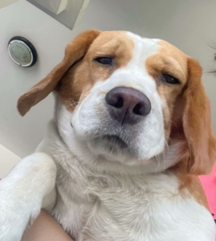 Sleepy adorable beagle from Thailand showing human-like expressions up close with droopy eyes and relaxed ears.