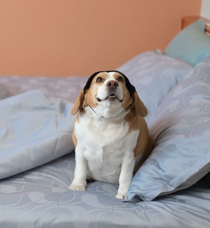 Beagle from Thailand sitting on a bed with sleepy, human-like expressions, capturing adorable and viral moments.