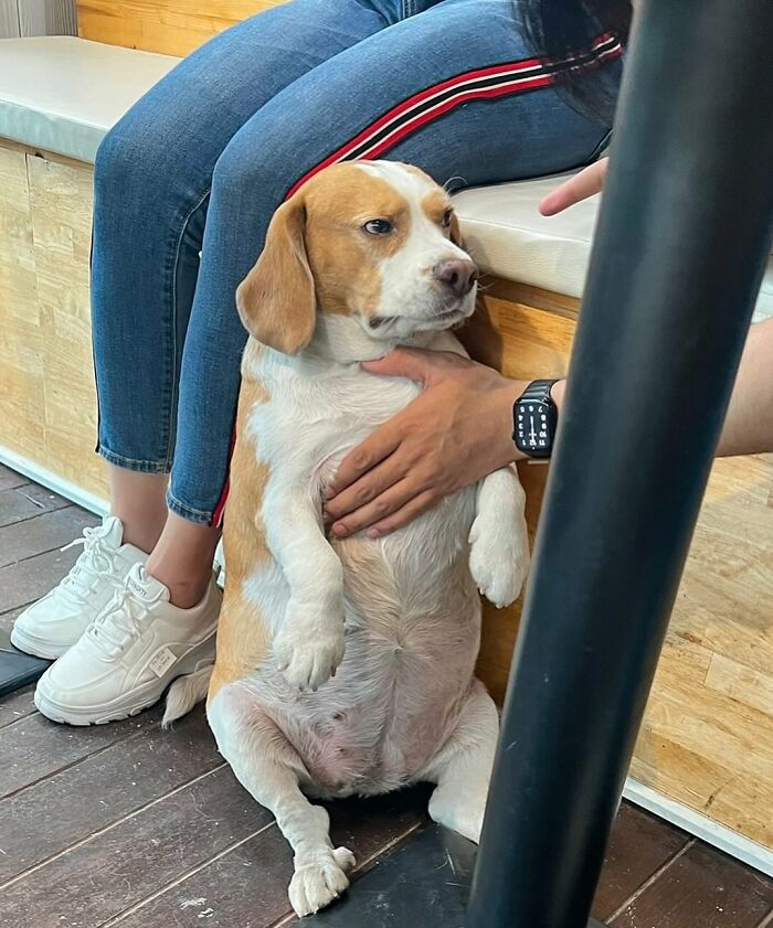 Adorable Beagle from Thailand sitting with sleepy, human-like expressions while being petted indoors near a person.