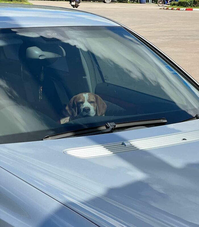 Sleepy beagle in a car with human-like expressions, showcasing adorable charm and viral appeal from Thailand.