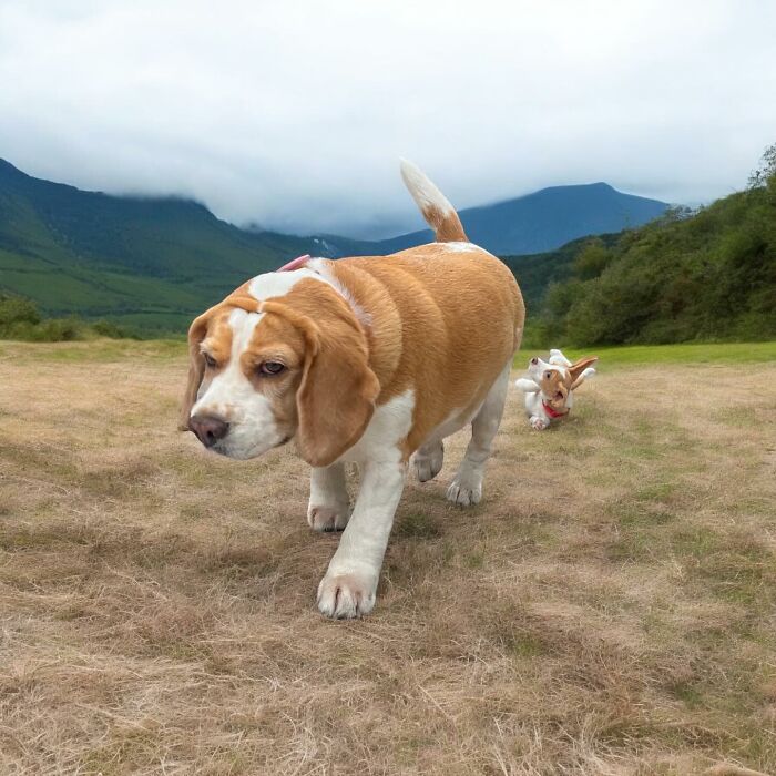 Beagle from Thailand walking on dry grass with a sleepy expression and mountains in the background.
