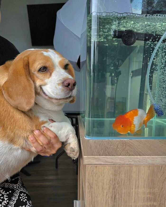 Beagle from Thailand with sleepy, human-like expression being held next to a fish tank with an orange and white fish.