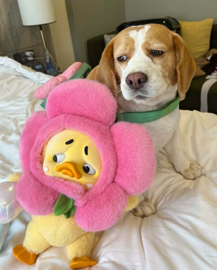 Sleepy beagle from Thailand with human-like expressions sitting on a bed next to a plush toy in a pink flower costume.