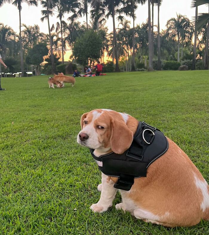 Adorable beagle from Thailand sitting on grass with sleepy, human-like expression at sunset in park.