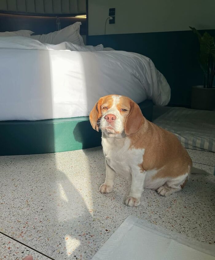 Adorable Beagle From Thailand Goes Viral For His Sleepy, Human