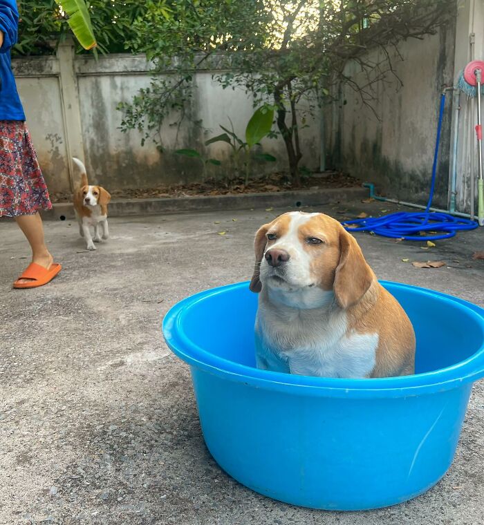 Adorable beagle from Thailand sitting in a blue tub with sleepy, human-like expressions in an outdoor setting.