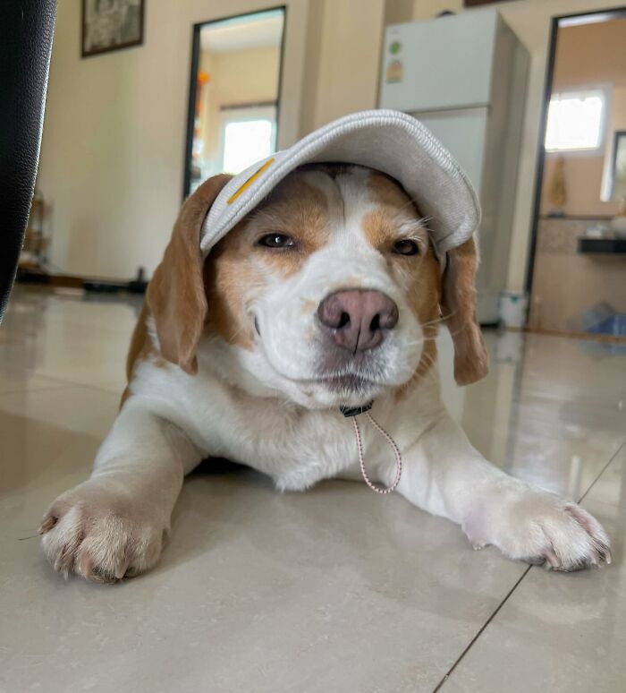 Beagle from Thailand lying on floor wearing a cap with sleepy, human-like expressions in a home setting