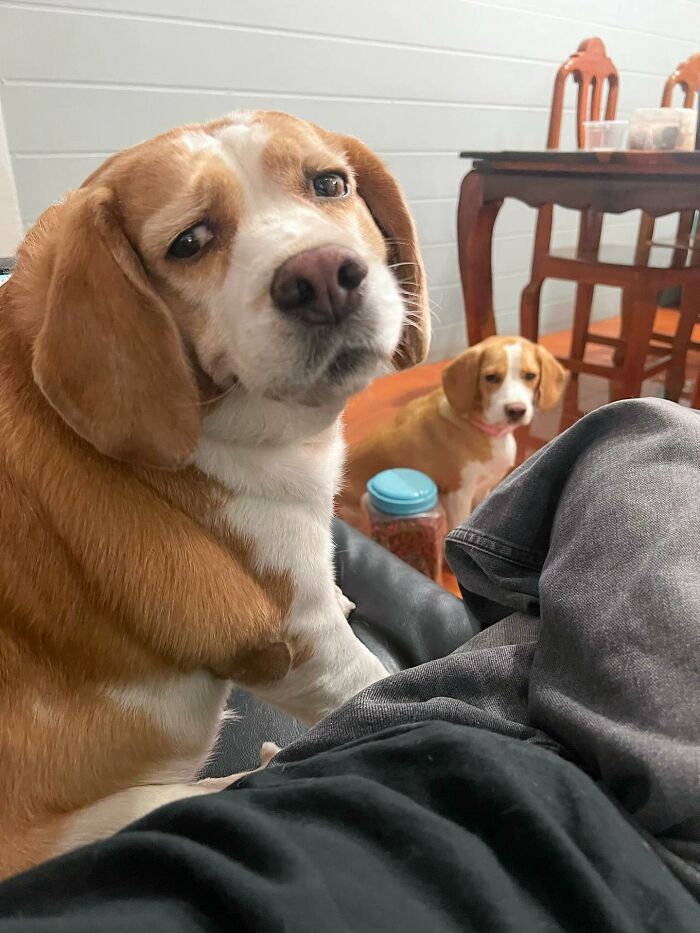 Beagle from Thailand with sleepy, human-like expressions sitting indoors near a person and another dog in the background.