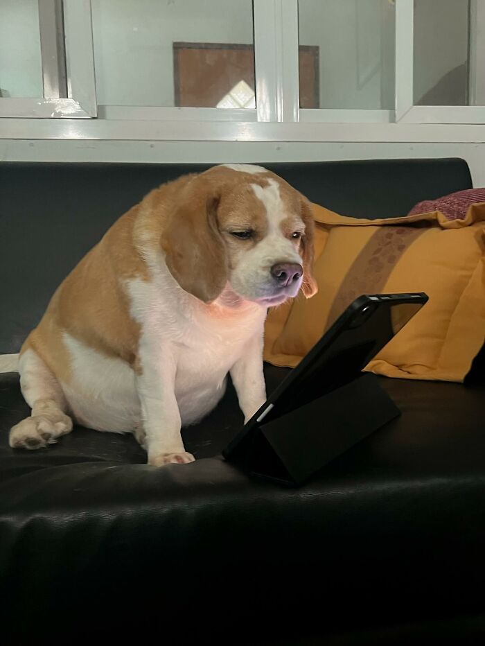 Beagle from Thailand sitting on a couch, looking sleepy and human-like while staring at a tablet screen.