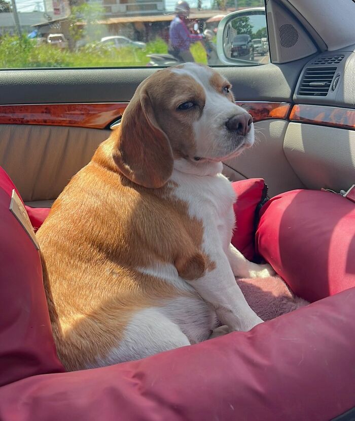 Beagle dog with sleepy, human-like expression sitting inside a car on a red cushion in bright daylight.