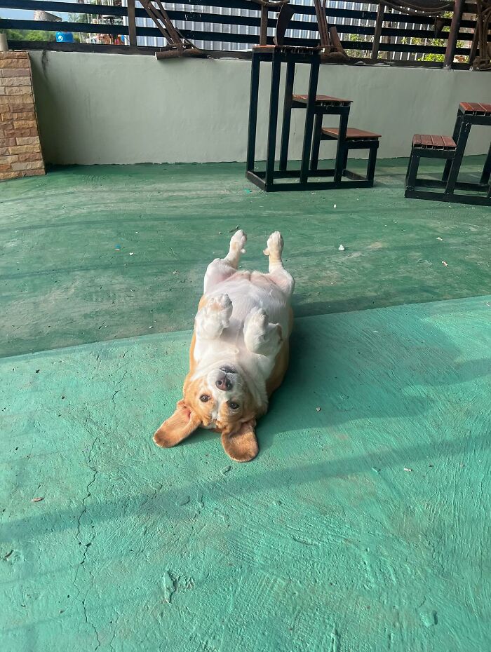 Beagle lying on back on green floor with sleepy, human-like expressions, viral dog from Thailand indoors.