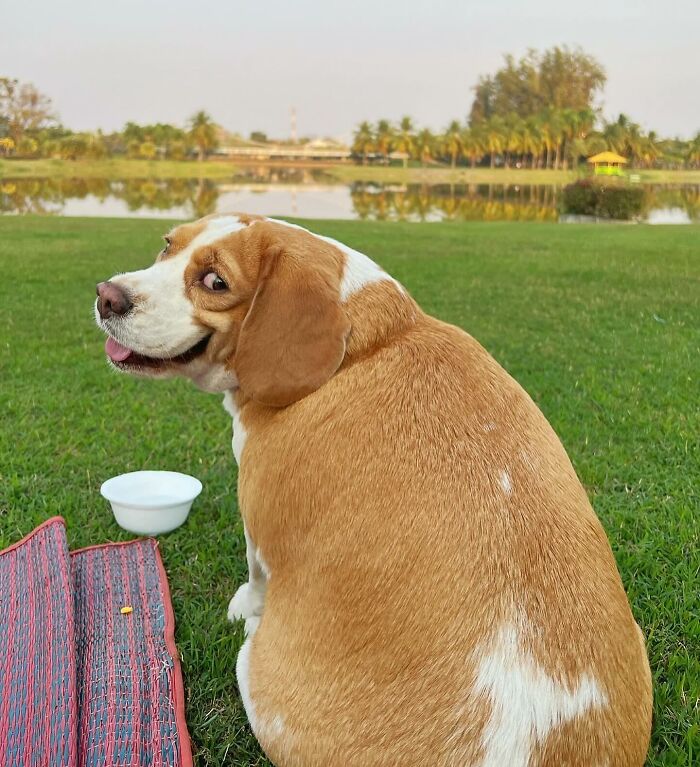 Beagle sitting on grass by a lake, showing sleepy and human-like expressions in a peaceful outdoor setting in Thailand.