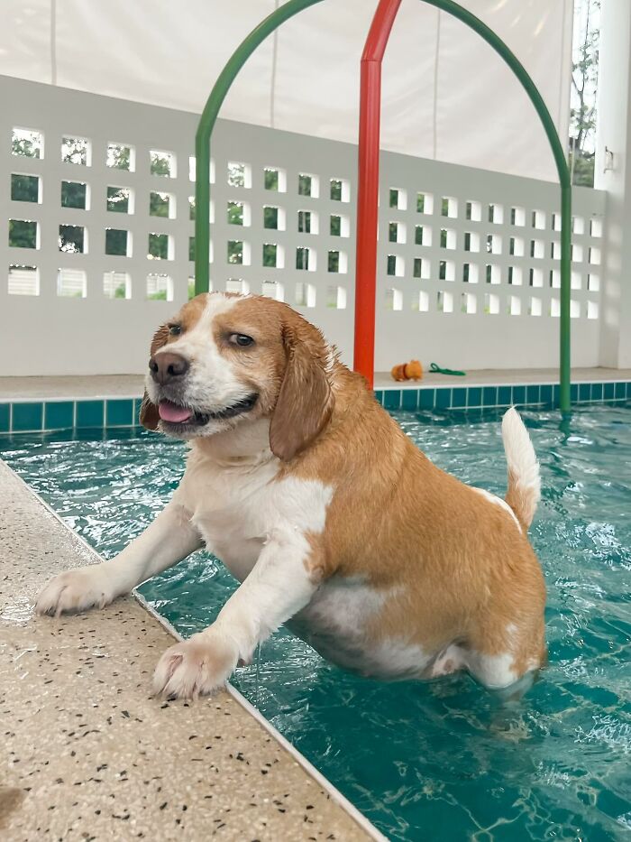 Beagle dog from Thailand in a pool showing sleepy, human-like expressions while resting paws on the edge of the water.