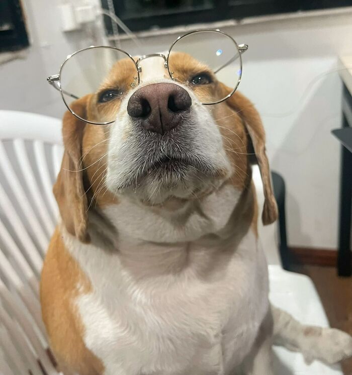 Sleepy adorable Beagle from Thailand wearing round glasses, showing human-like expressions while sitting indoors.