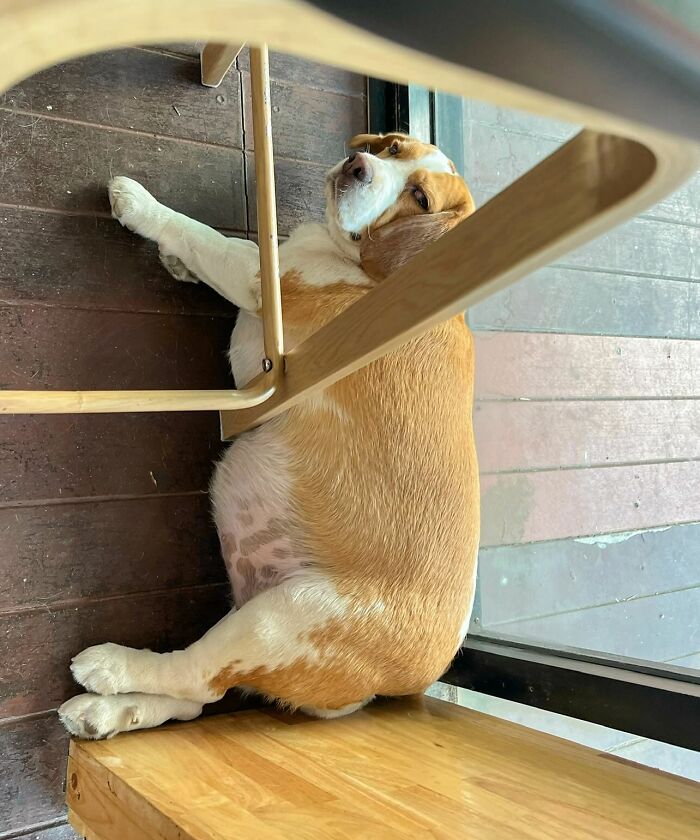 Beagle from Thailand lying on the floor under a chair with sleepy, human-like expressions.