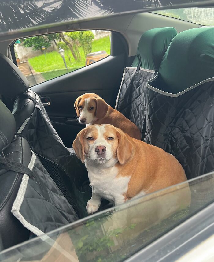 Two adorable beagles in a car seat cover, showing sleepy and human-like expressions on their faces.