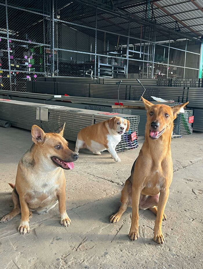 Three dogs, including an adorable Beagle from Thailand, sitting in an industrial warehouse with steel beams behind them.