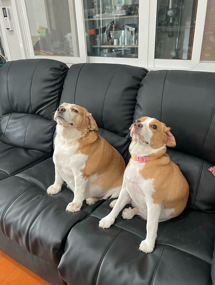 Two adorable beagles from Thailand sitting on a black leather couch showing sleepy, human-like expressions.