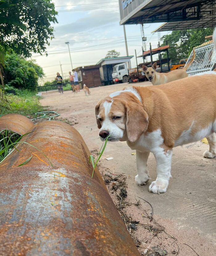 Sleepy Beagle from Thailand with human-like expressions sniffing grass near rusty pipe outdoors.