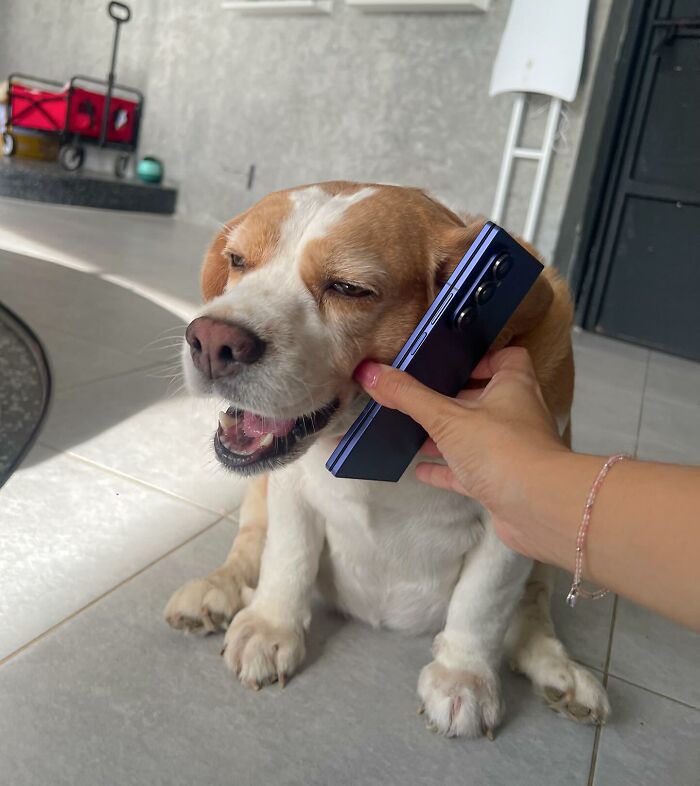 Adorable beagle from Thailand with sleepy, human-like expressions sitting indoors while a phone is held to his face.