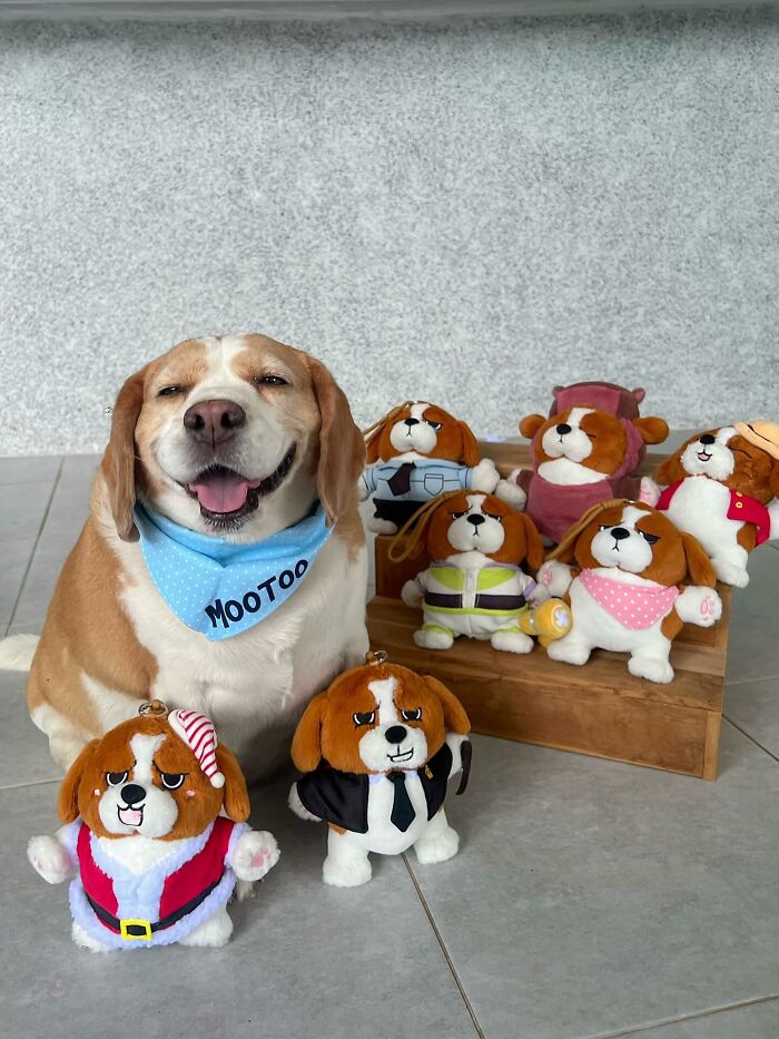 Adorable Beagle from Thailand sitting with sleepy, human-like expressions next to matching plush Beagle toys.