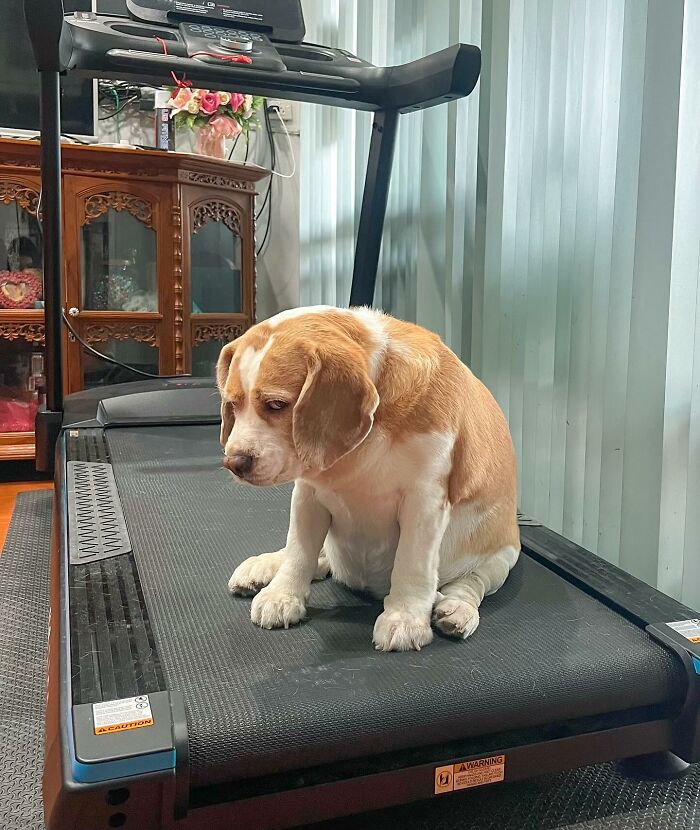 Adorable Beagle from Thailand sitting on a treadmill with sleepy, human-like expressions indoors.