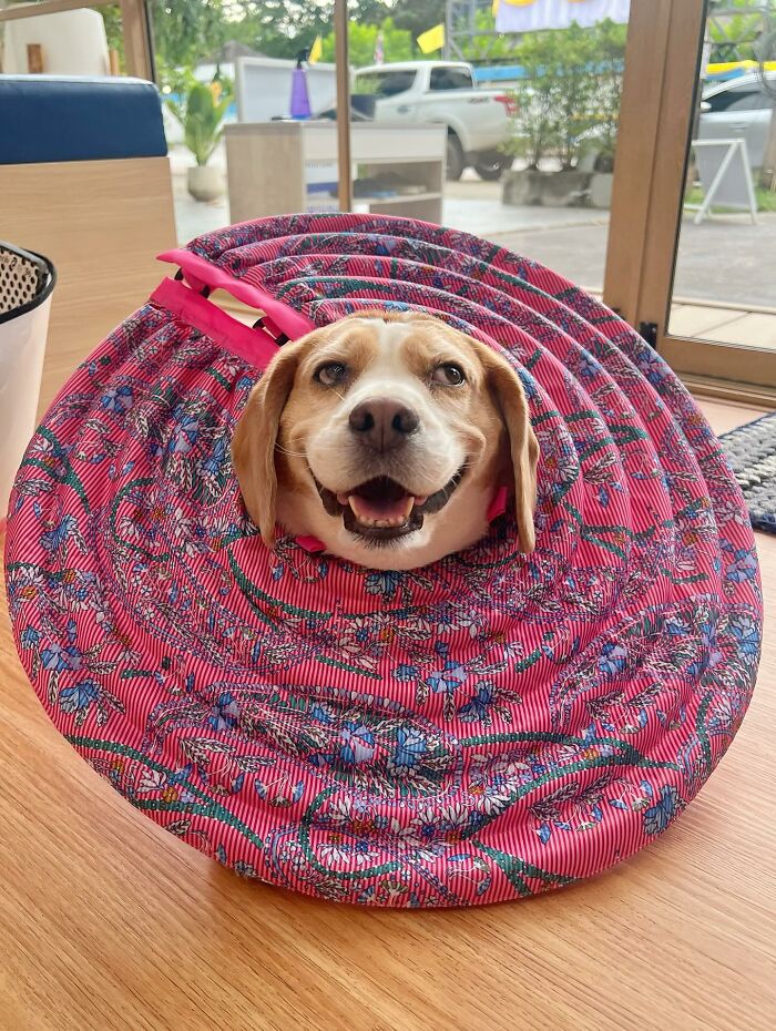 Beagle from Thailand with sleepy, human-like expressions wrapped in a colorful fabric cone, smiling indoors near a window.