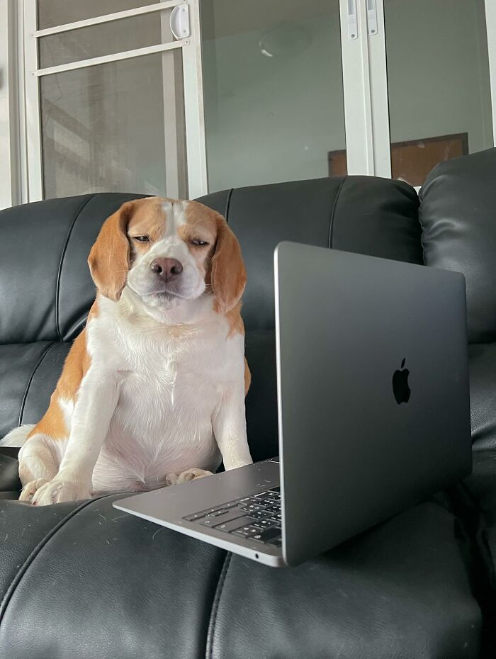 Sleepy beagle from Thailand sitting on couch with human-like expression looking at laptop screen indoors.