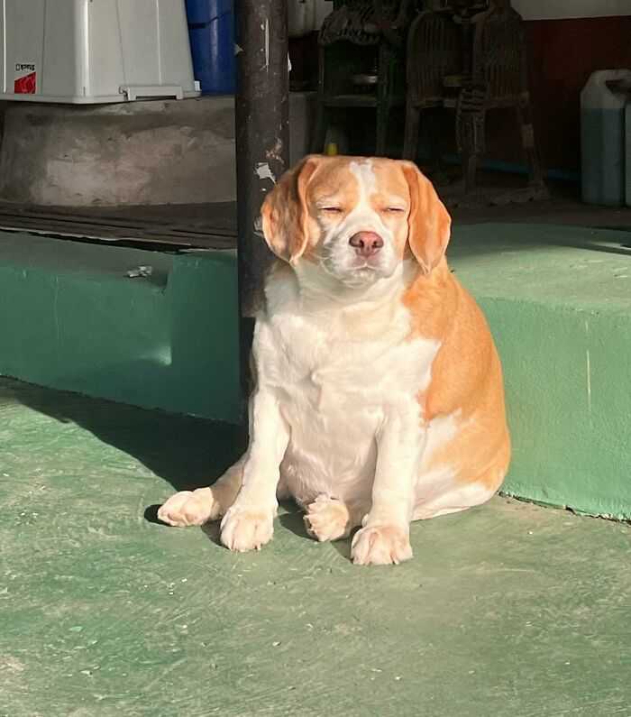 Adorable beagle from Thailand sitting in sunlight with sleepy, human-like expressions on green floor near dark pole.