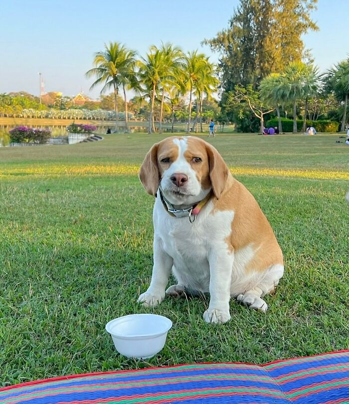 Adorable beagle from Thailand sitting on grass with sleepy, human-like expressions in a park setting.