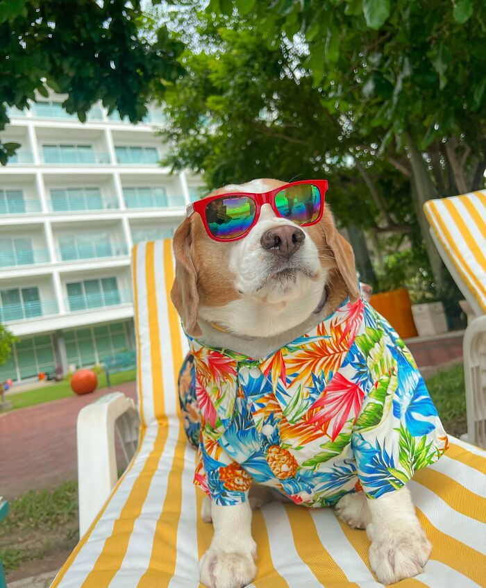 Beagle from Thailand wearing colorful shirt and red sunglasses, showing cute and sleepy human-like expressions outdoors.