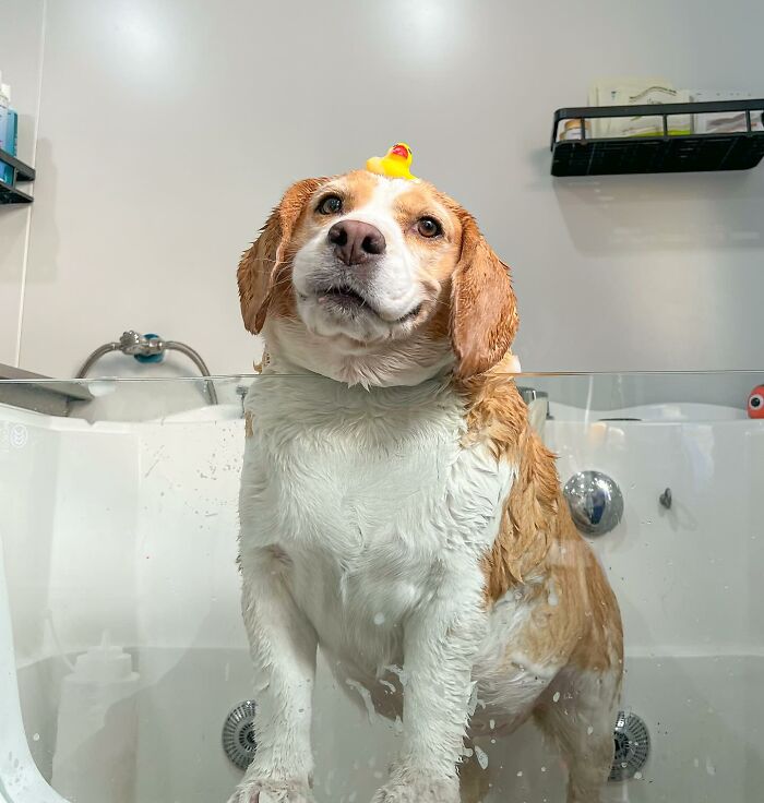 Adorable Beagle from Thailand with sleepy, human-like expressions sitting in a bath with a rubber duck on its head.