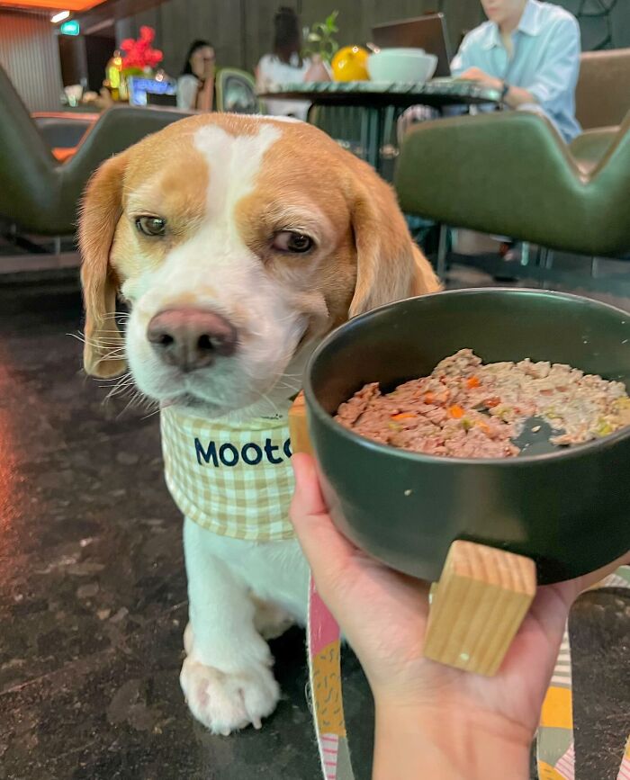 Adorable Beagle from Thailand with sleepy, human-like expression waiting near a bowl of food in a cafe setting.