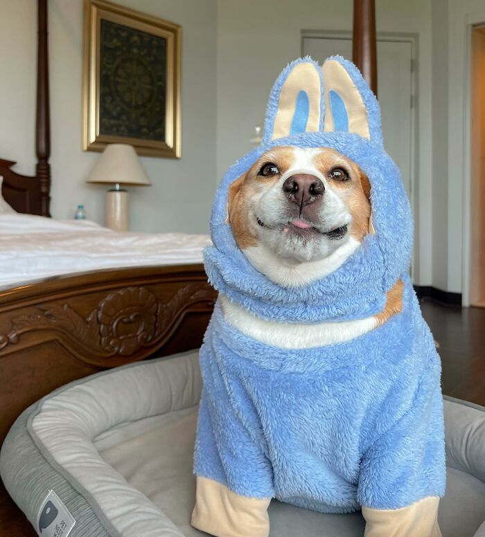Adorable beagle from Thailand dressed in a blue bunny costume, showing sleepy, human-like expressions while sitting on a pet bed.
