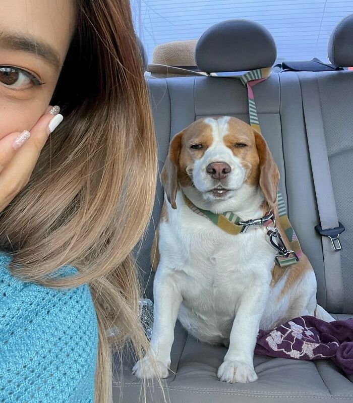 Sleepy beagle from Thailand with human-like expressions sitting in a car seat next to a woman with long hair.
