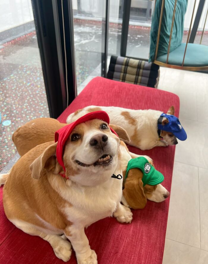 Beagle dogs from Thailand wearing colorful hats, showing sleepy and human-like expressions while resting on a red couch indoors.
