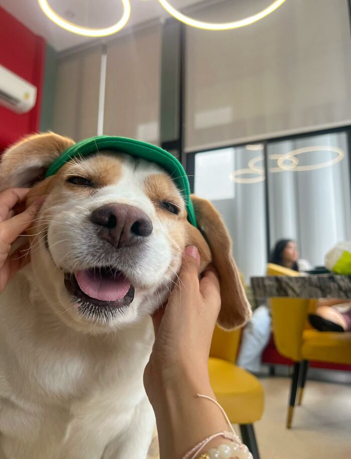 Sleepy beagle from Thailand with human-like expressions, wearing a green cap, being gently held indoors.