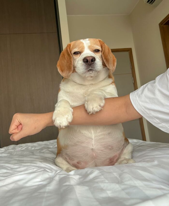 Beagle from Thailand with sleepy, human-like expression resting paws on a person's arm while sitting on a bed.