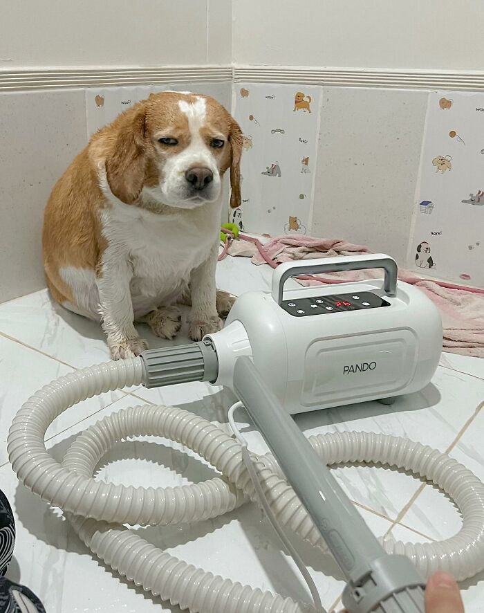 Sleepy Beagle from Thailand sitting on a tiled floor next to a pet drying machine with human-like expressions.