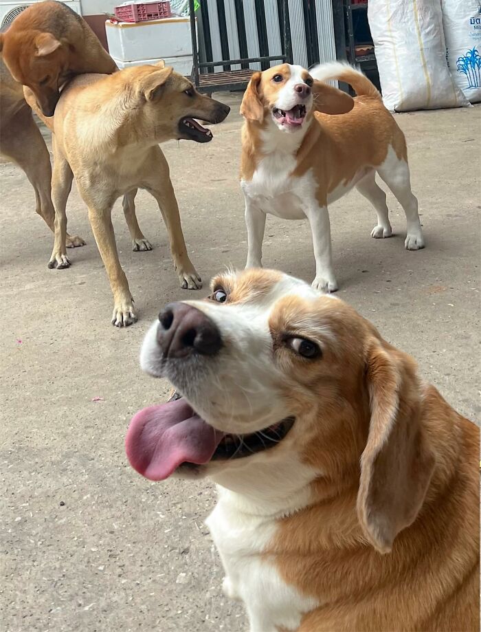 Beagle from Thailand with sleepy, human-like expressions, smiling with tongue out while other dogs play nearby.