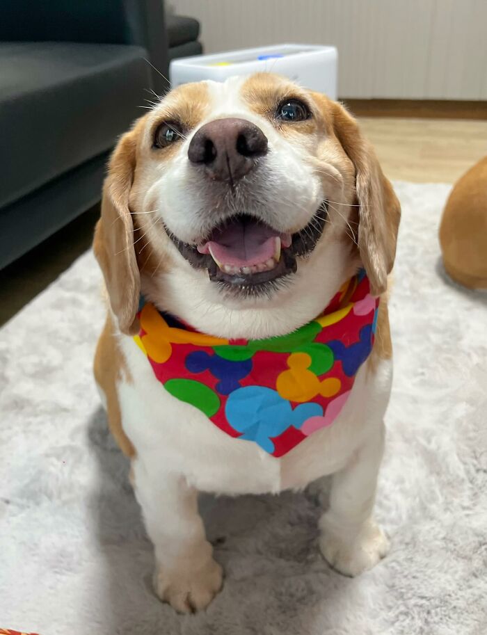Adorable beagle from Thailand wearing colorful bandana, smiling with sleepy, human-like expressions indoors on a rug.