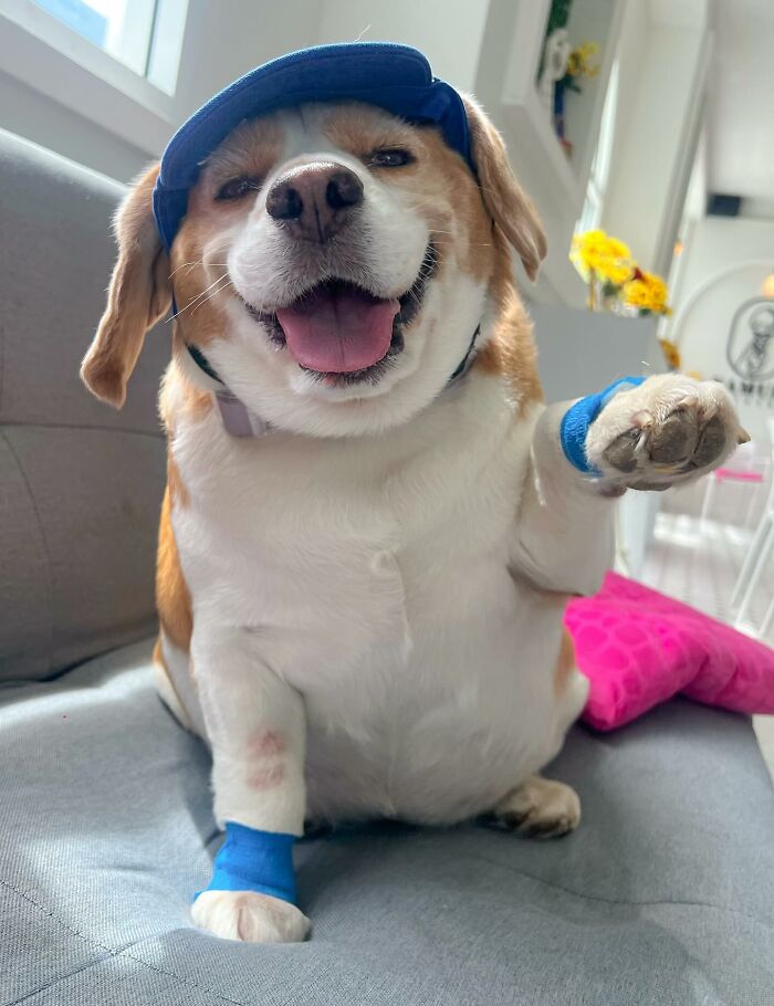 Beagle from Thailand with sleepy, human-like expressions, wearing a blue cap and blue bands on front paws, sitting on sofa.