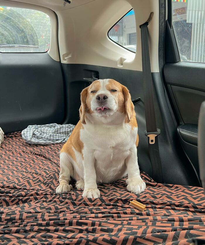 Adorable beagle from Thailand sitting in a car with sleepy, human-like expressions on his face.