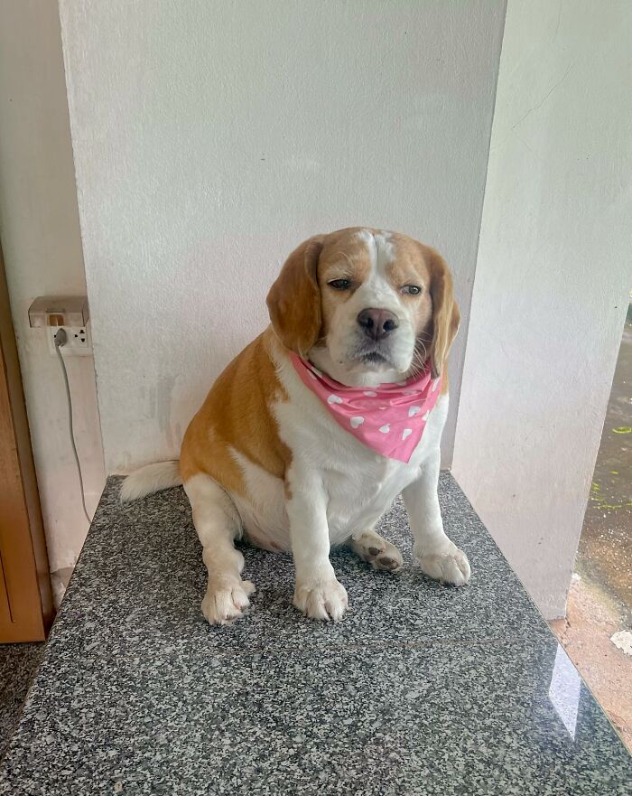 Sleepy beagle from Thailand sitting on a granite surface wearing a pink bandana with tired, human-like expressions.