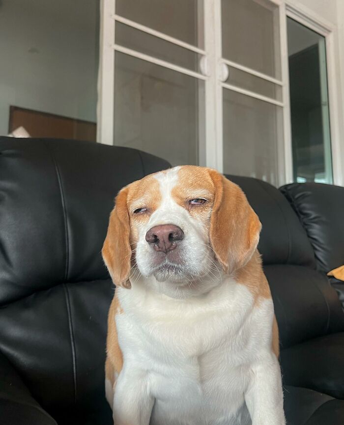 Sleepy Beagle from Thailand sitting on a black leather couch with human-like expressions, looking tired and relaxed.