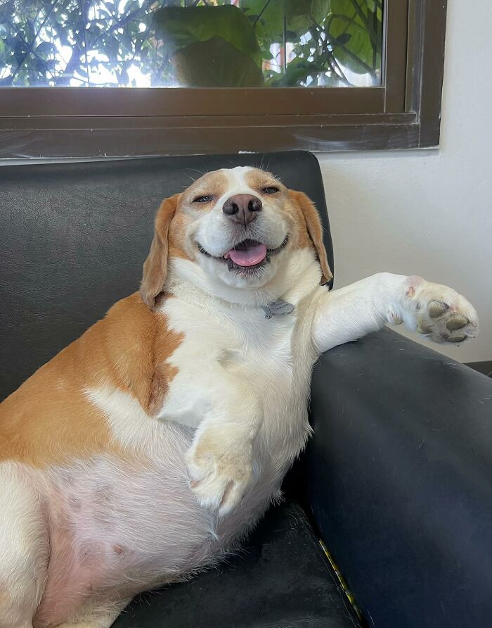 Sleepy adorable beagle from Thailand lounging on a black couch with a relaxed, human-like expression.