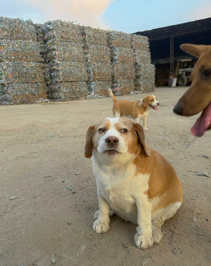 Adorable Beagle From Thailand Goes Viral For His Sleepy, Human